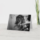 Recherche de chaton blanc vœux cartes Photographie