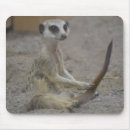 Suche nach meerkats mousepads Kalahari