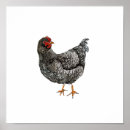 Suche nach huhn poster Vogel