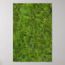 Suche nach immergrüner baum poster Weihnachten