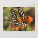 Suche nach longwing schmetterling des zebra Horizontal