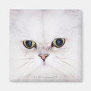 Suche nach persische katze magnete Tier