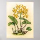 Suche nach vintage orchideen poster Pflanze