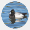 Suche nach schwarze ente aufkleber Tierwelt
