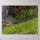 Suche nach habitat poster Tier