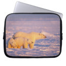 Recherche de mammifère coques Comportement