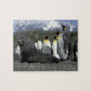 Recherche de otaries puzzles Faune