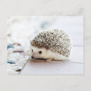 Suche nach baby igel postkarten Niedlich