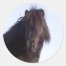 Recherche de poney de shetland autocollants Cheval