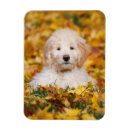 Recherche de race magnets Animal de compagnie