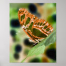 Suche nach brauner schmetterling poster Für sie