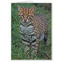 Recherche de espèce menacée cartes postales Jungle