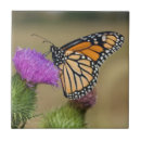 Recherche de chardons carreaux Papillon