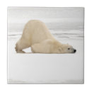 Suche nach eisbär fliesen Fauna