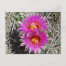 Suche nach kaktusblüte poster Naturfotografie