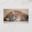 Recherche de gris chat cartes visite Tabby