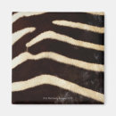 Suche nach felle magnete Zebra