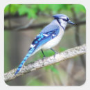 Suche nach blaues jay aufkleber Vogel