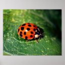 Suche nach ladybugs poster Für sie