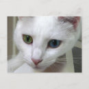 Suche nach schaut postkarten Katze