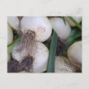 Recherche de oignon cartes postales Jardin