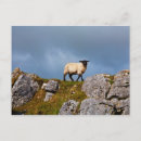 Recherche de moutons blancs cartes postales Noir