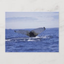 Recherche de bossu Baleine à bosse
