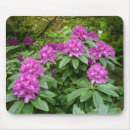 Recherche de rhododendron tapis souris Floral