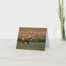 Suche nach roter fuchs karten Tier