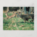 Recherche de une surprise cartes postales Animal