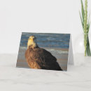 Suche nach weißkopfseeadler karten Greifvogel