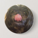 Recherche de délivrance badges Chien de délivrance