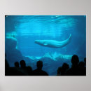Suche nach beluga poster Natur