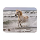 Recherche de horse magnets Camargue
