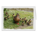 Recherche de famille de canard Oiseau
