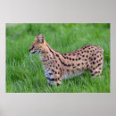 Suche nach serval poster Fleischfresser