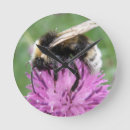 Recherche de de chardon horloges Chardons