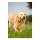 Recherche de copie animale art Golden retriever