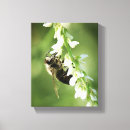 Suche nach hummel poster leinwandbilder Fotografie