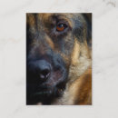Suche nach deutscher schäferhund visitenkarten Tiere