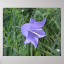 Recherche de jacinthe des bois posters Fleur