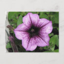 Suche nach lila petunien poster Petunia