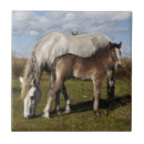 Recherche de poulain cheval carreaux Équestre