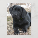 Suche nach happy labrador postkarten Welpe