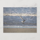 Recherche de voler cartes postales Animaux