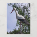 Suche nach storch postkarten Vogelvogel