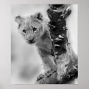 Suche nach schwarz weißer löwe poster Natur