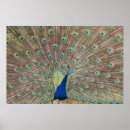 Recherche de paon fier art Nature