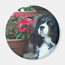 Recherche de cavalier magnets Animaux