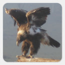Recherche de oiseaux proie autocollants Animal